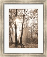 Framed Woodland Sunrise