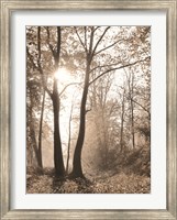 Framed Woodland Sunrise