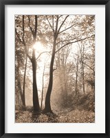 Framed Woodland Sunrise