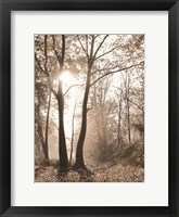 Framed Woodland Sunrise