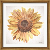 Framed Sunny Sunflower