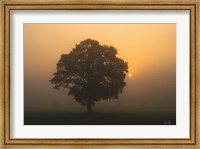 Framed Solitary Oak