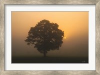 Framed Solitary Oak