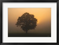 Framed Solitary Oak