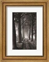 Framed Forest Path