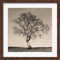 Framed Tree No. 54
