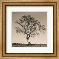 Framed Tree No. 54