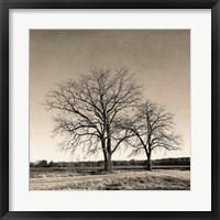 Framed Tree No. 57