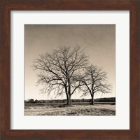 Framed Tree No. 57