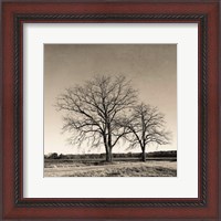 Framed Tree No. 57