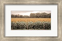 Framed Sunflower Field No. 7