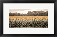 Framed Sunflower Field No. 7
