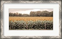 Framed Sunflower Field No. 7