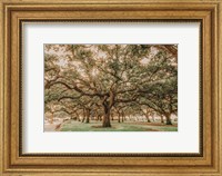 Framed Low Country Oaks II