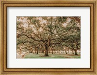 Framed Low Country Oaks II