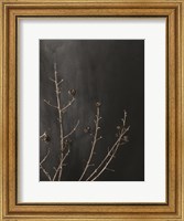 Framed Branches in Noir I