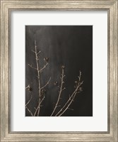 Framed Branches in Noir I
