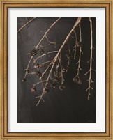 Framed Branches in Noir II