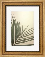 Framed Golden Hour Palm
