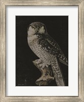 Framed Moody Owl