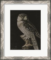 Framed Moody Owl