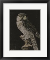 Framed Moody Owl