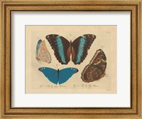 Framed Vintage Butterflies 1