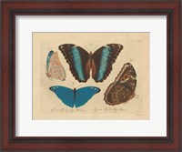 Framed Vintage Butterflies 1