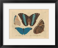 Vintage Butterflies 1 Framed Print