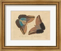 Framed Vintage Butterflies 2