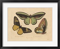 Framed Vintage Butterflies 3