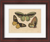 Framed Vintage Butterflies 3