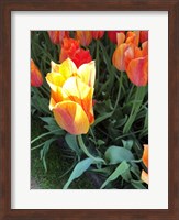 Framed Tulip Time