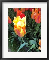 Framed Tulip Time
