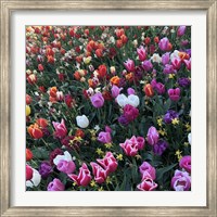 Framed Tulips! Tulips!