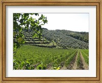 Framed Tuscan Hills