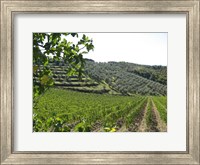 Framed Tuscan Hills