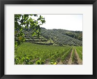 Framed Tuscan Hills