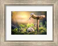 Framed Awakening of Snails