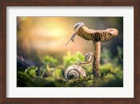 Framed Awakening of Snails