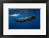 Framed Sperm Whale