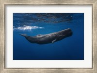 Framed Sperm Whale