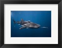 Framed WhaleSshark