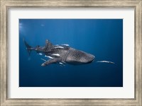 Framed WhaleSshark