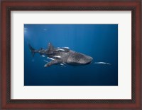 Framed WhaleSshark
