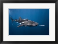 Framed WhaleSshark