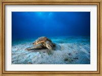 Framed Green Turtle in the Blue