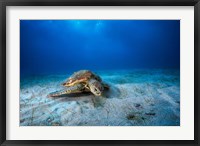 Framed Green Turtle in the Blue