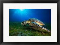 Framed Green Turtle