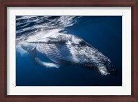 Framed Whale